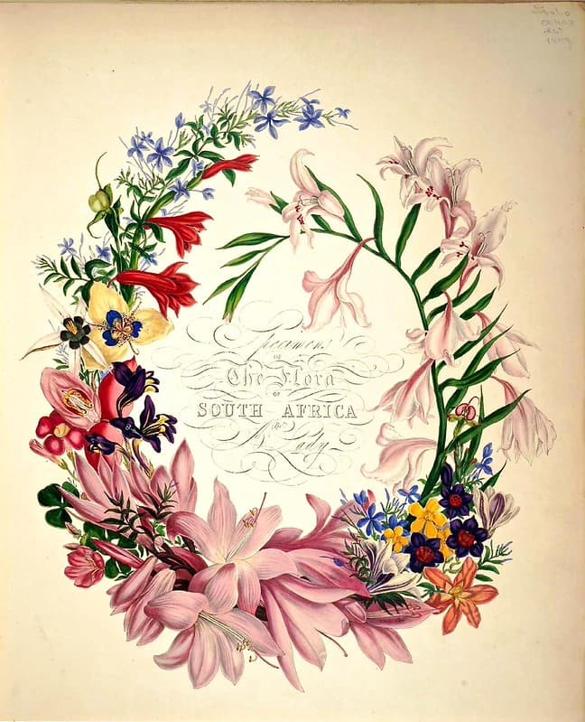 Cape Flowers - The Flora of South Africa (1849)