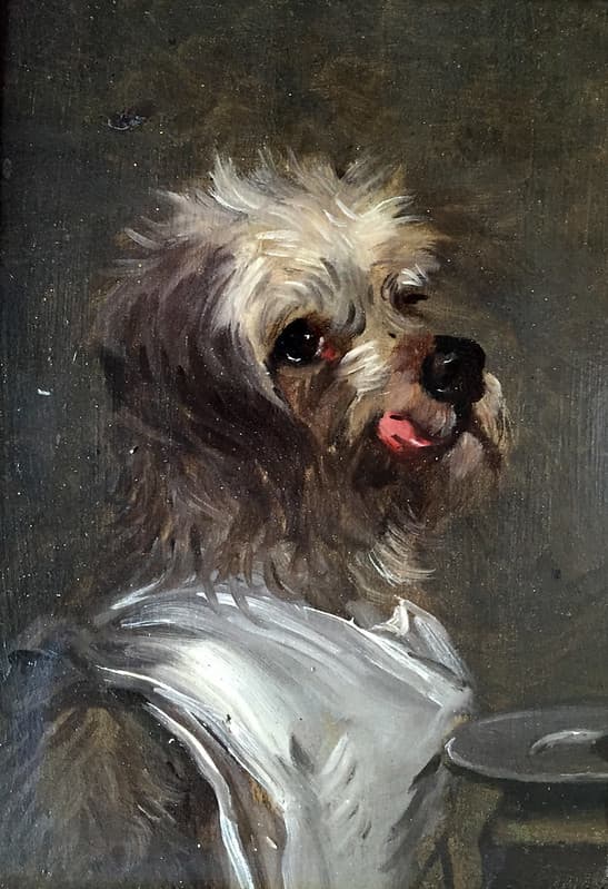 Funny Dog