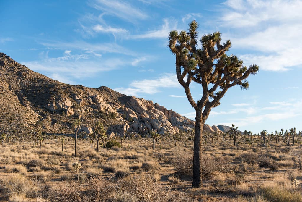 Joshua tree in Lost Horse Valley