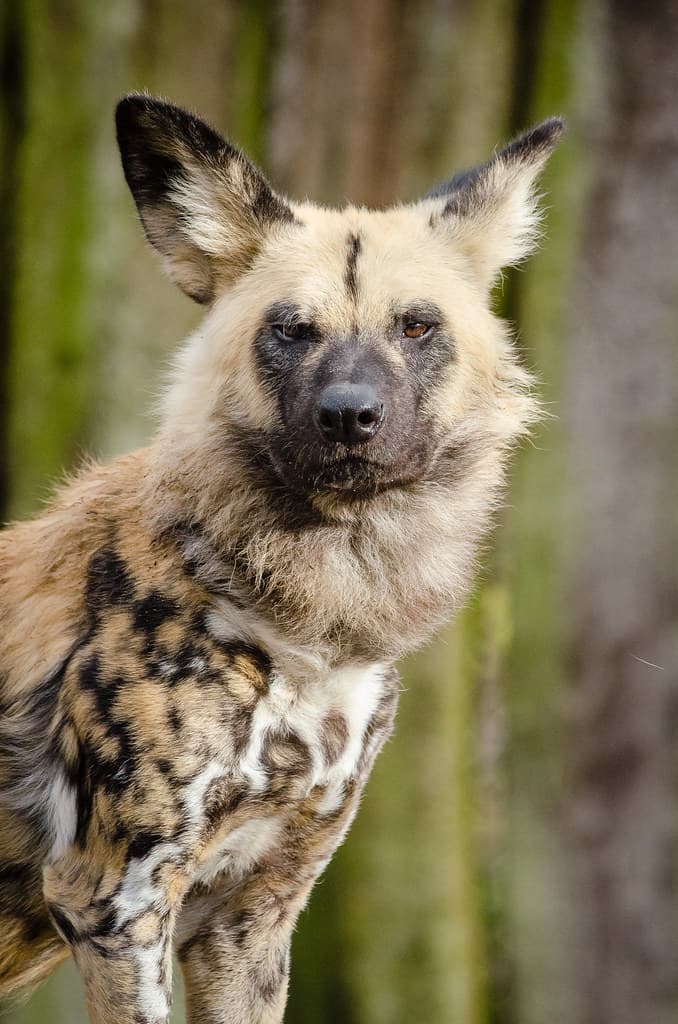 African wild dog