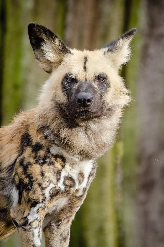 African wild dog