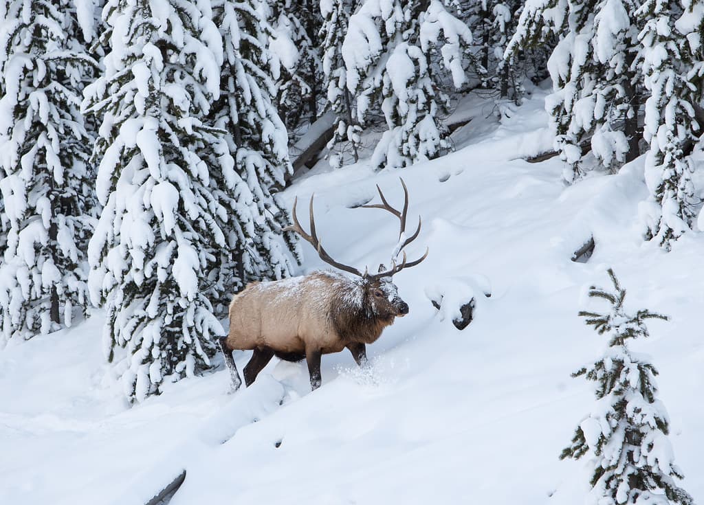 Bull elk by Obsidian Creek in snow