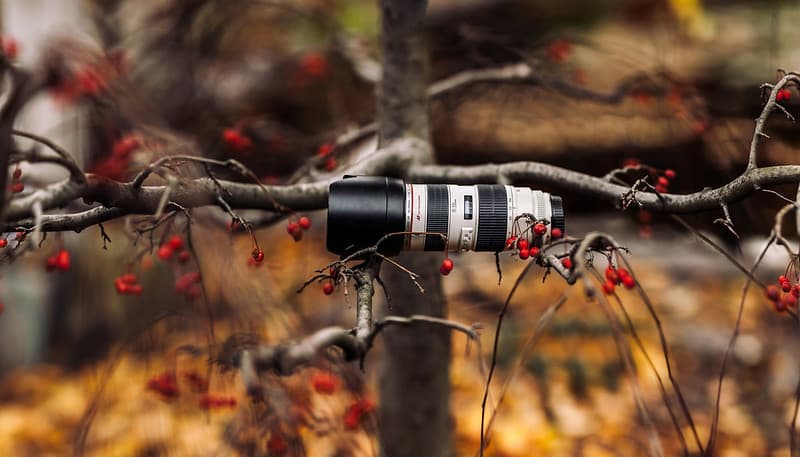 Canon 70-200 f/2.8L on a Sargent crabapple tree