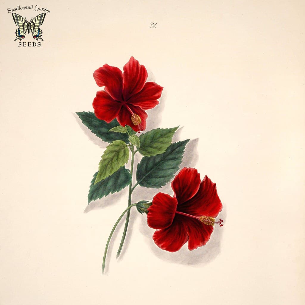 Thcentury, brazil, brazilianflowers