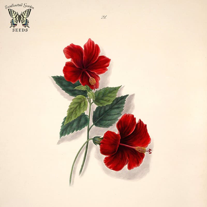 Thcentury, brazil, brazilianflowers