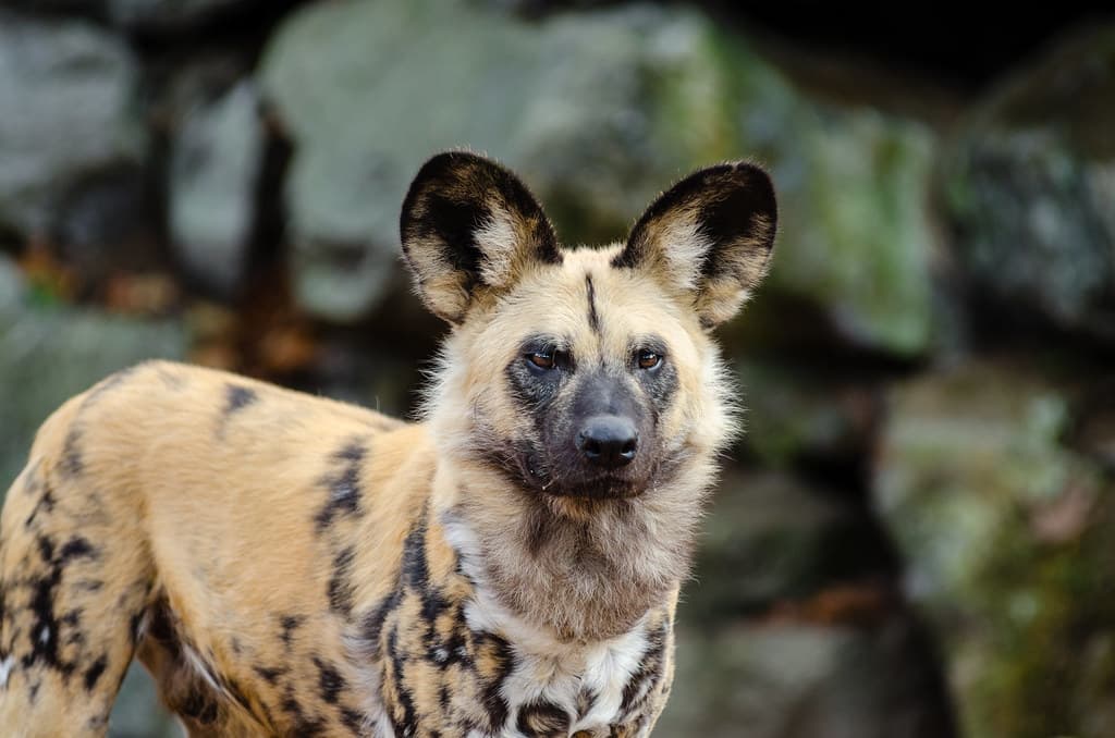 African wild dog