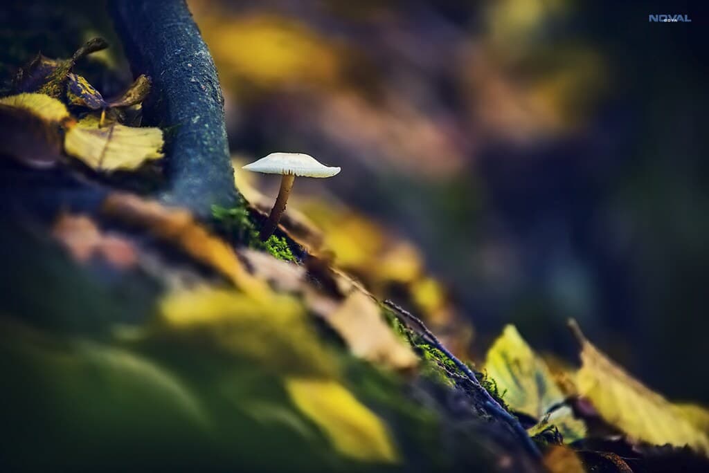 Deeply in the forest