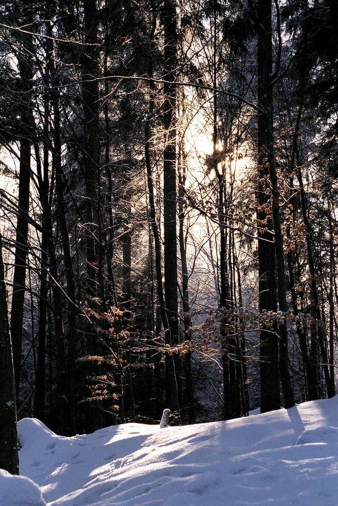 Snow in Winter Forest