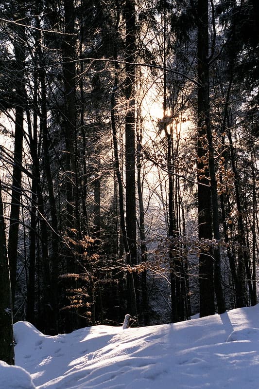 Snow in Winter Forest