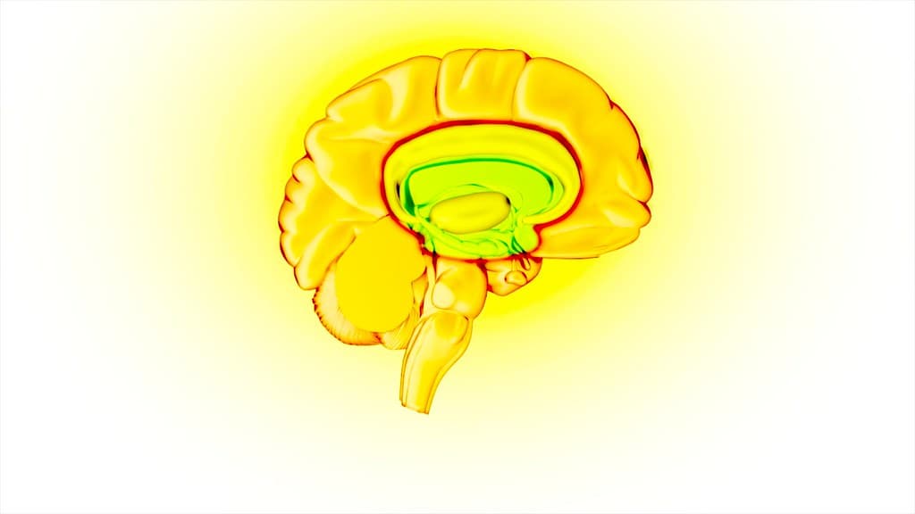 Brain Reward Circuit