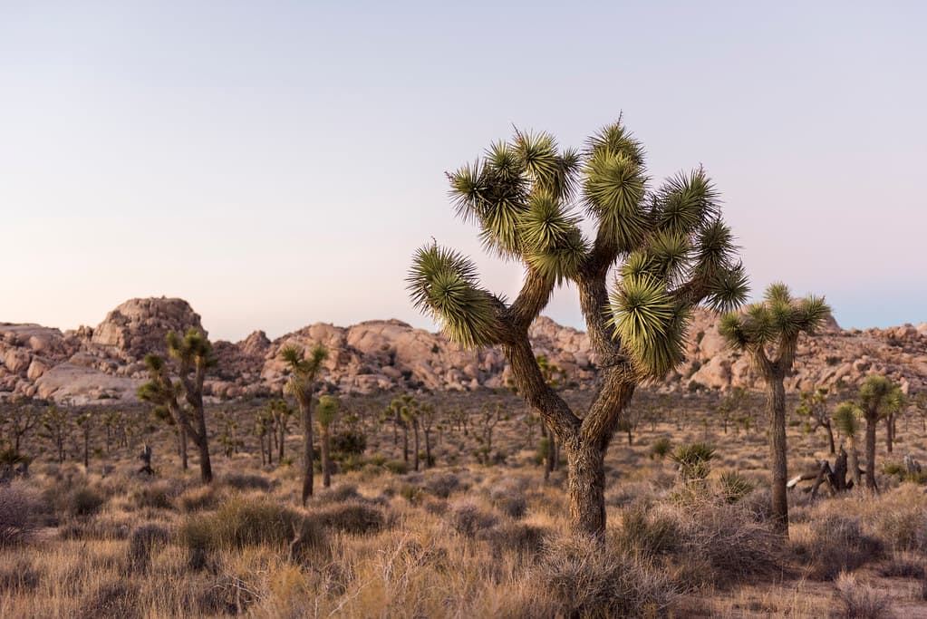Joshua tree in Lost Horse Valley