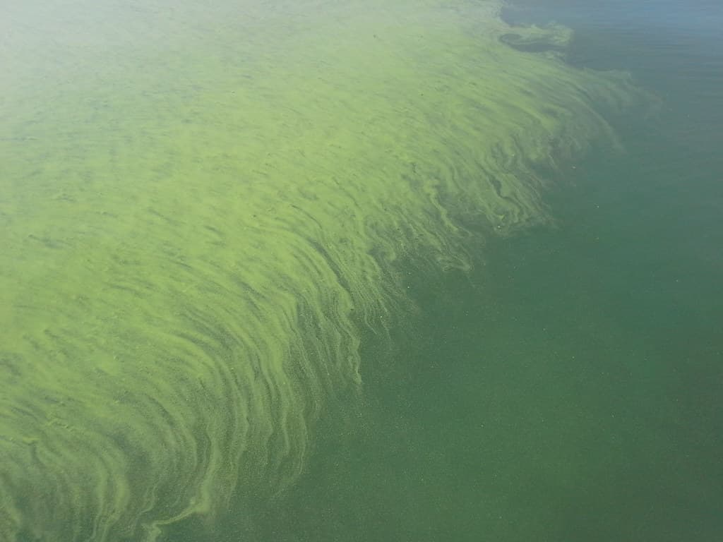 Lake Erie HABs MODIS Satellite Sep 20145