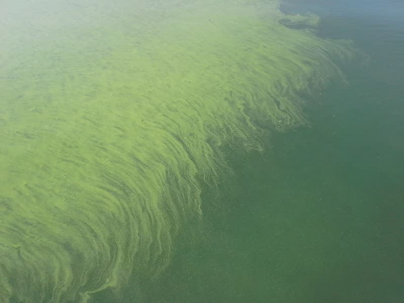 Lake Erie HABs MODIS Satellite Sep 20145
