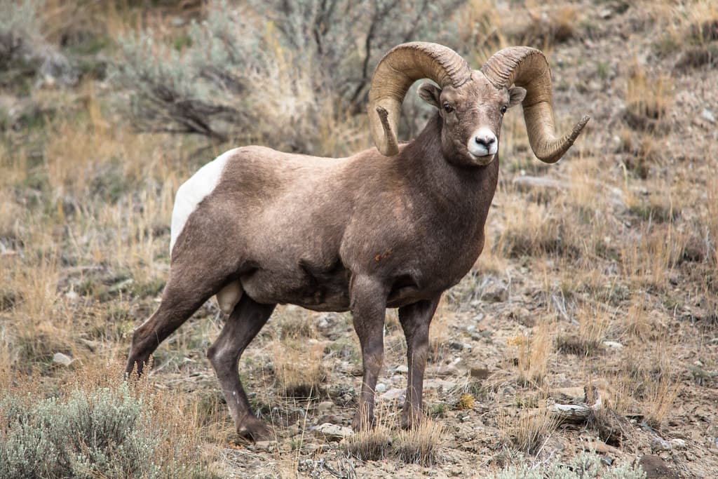 Ram in Gardner Canyon