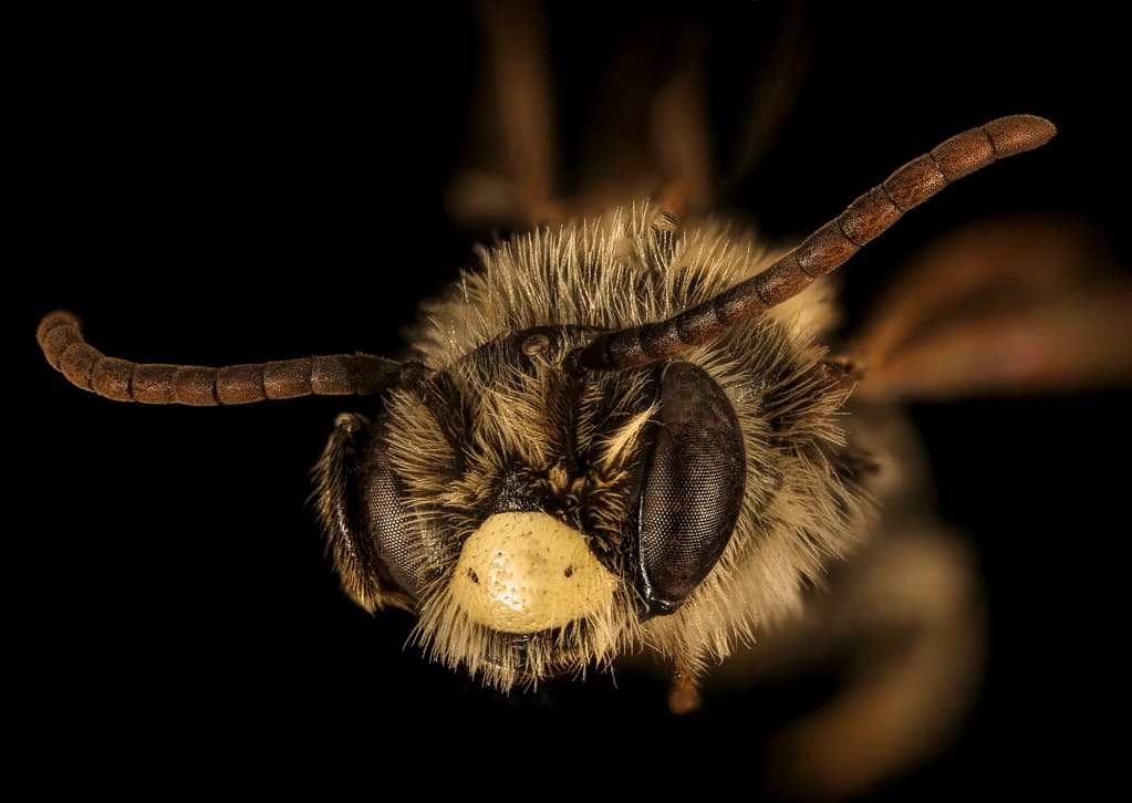 Andrena, andrenabrevipalpis, andrenidae
