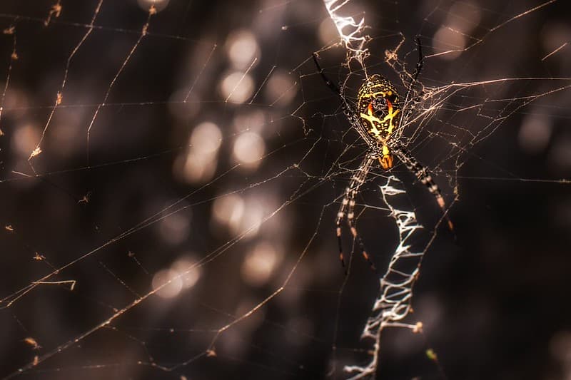 Spider in beautiful light
