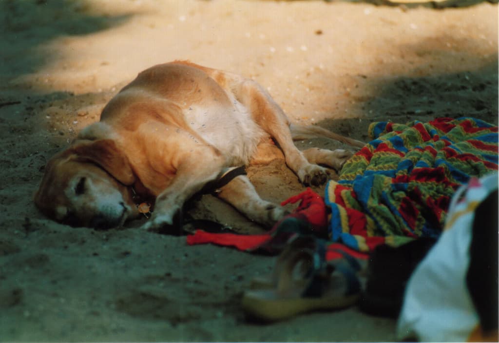 Lazy dog