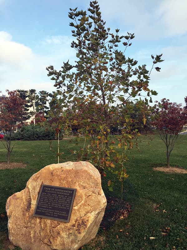 Tree of Hippocrates on the NIH campus