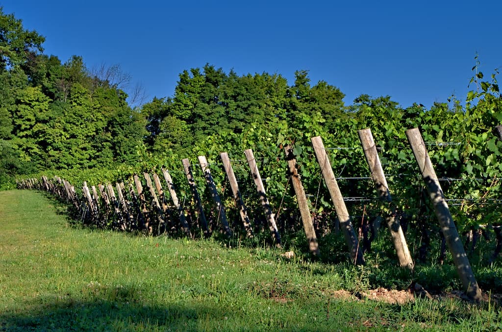 Morning in the Vineyard