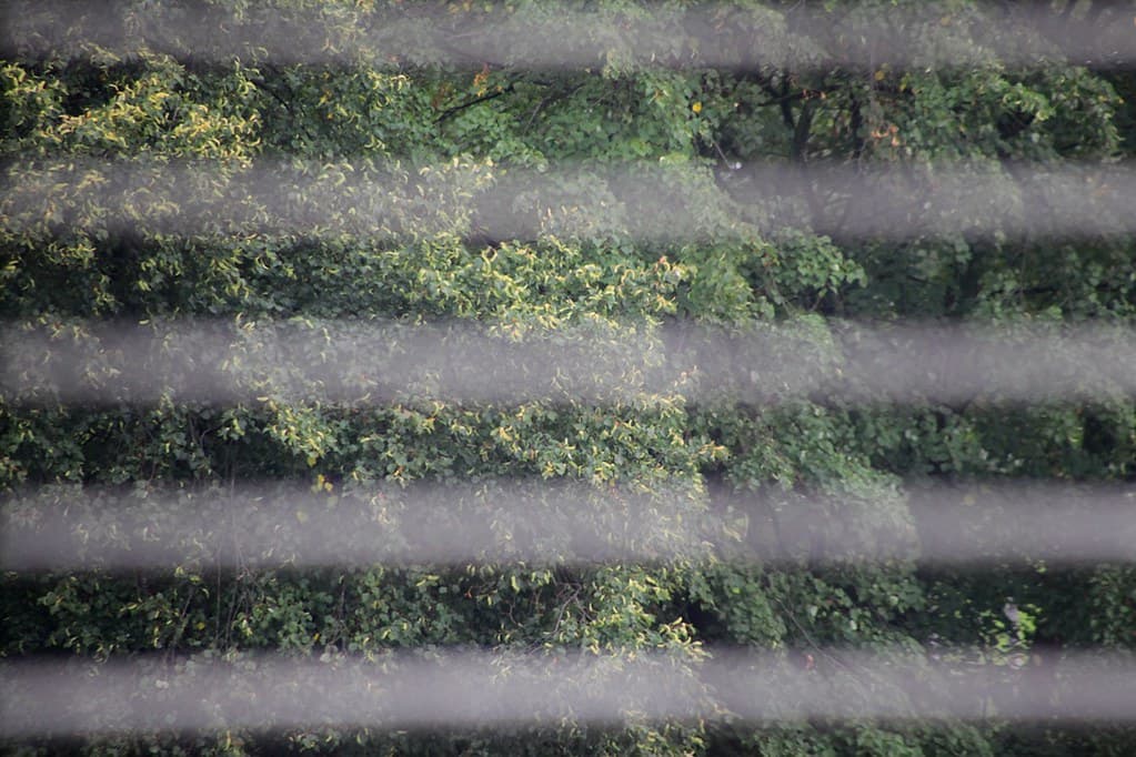Window Blinds