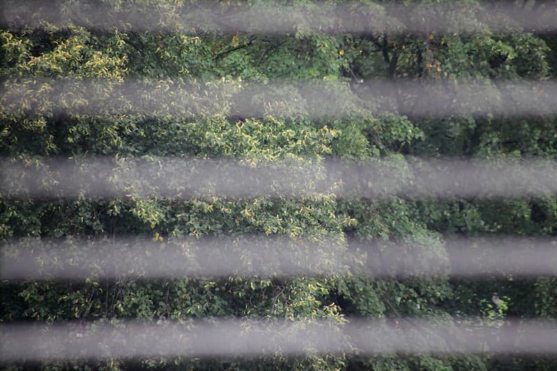 Window Blinds