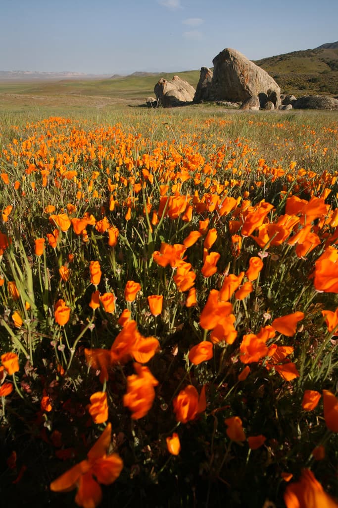 Carrizo Plain National Monument