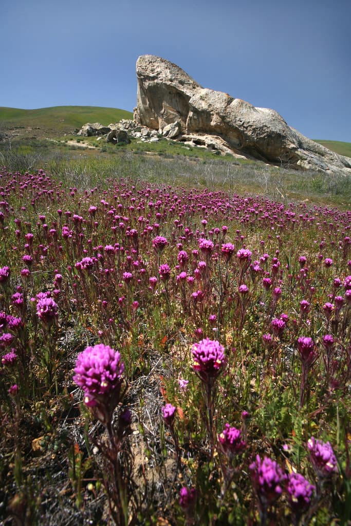 Carrizo Plain National Monument
