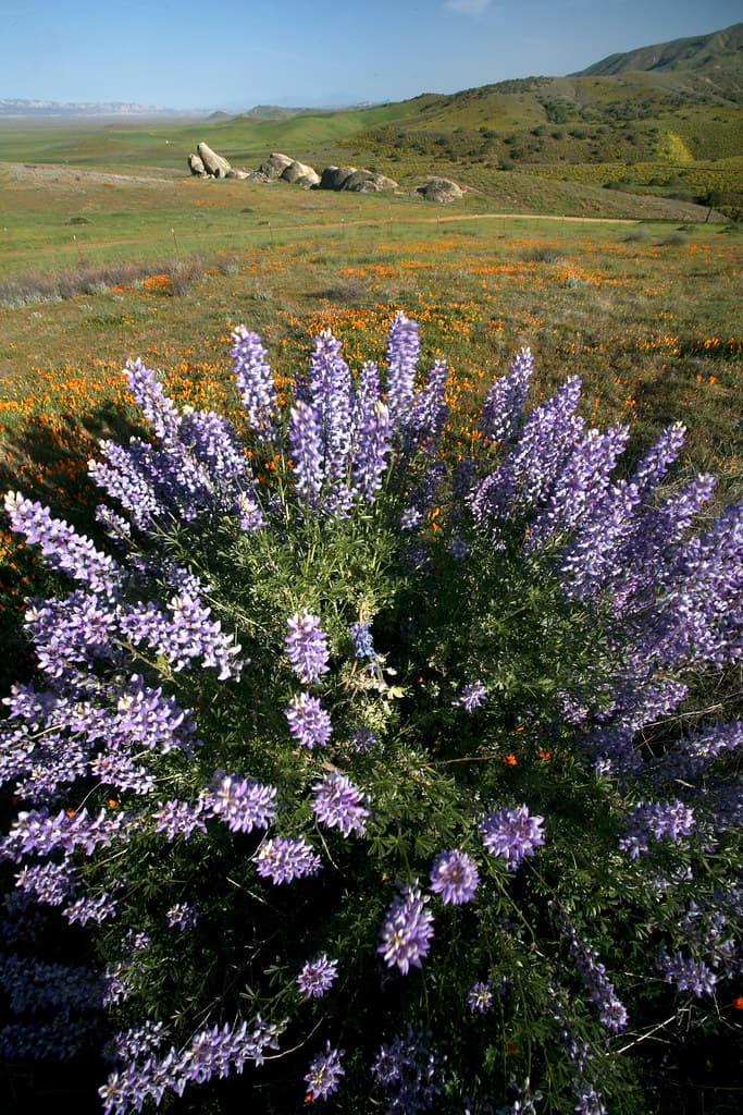 Carrizo Plain National Monument