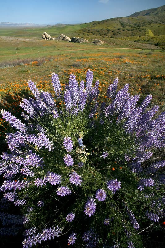 Carrizo Plain National Monument