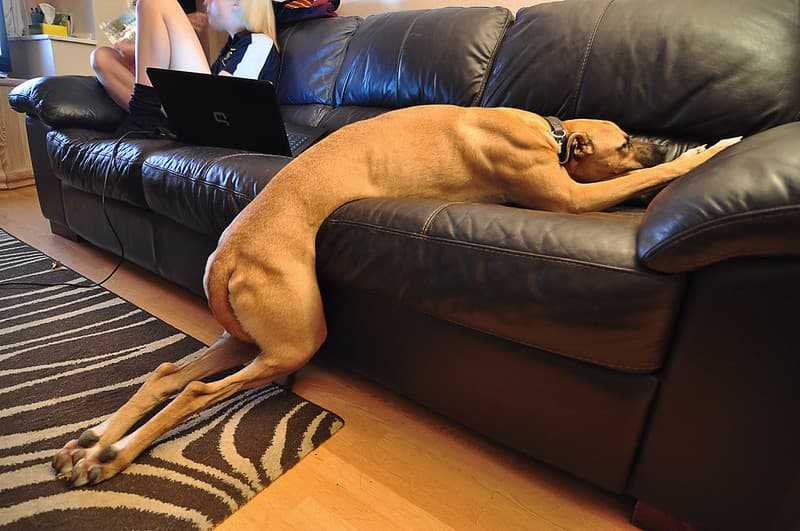 Dog tired