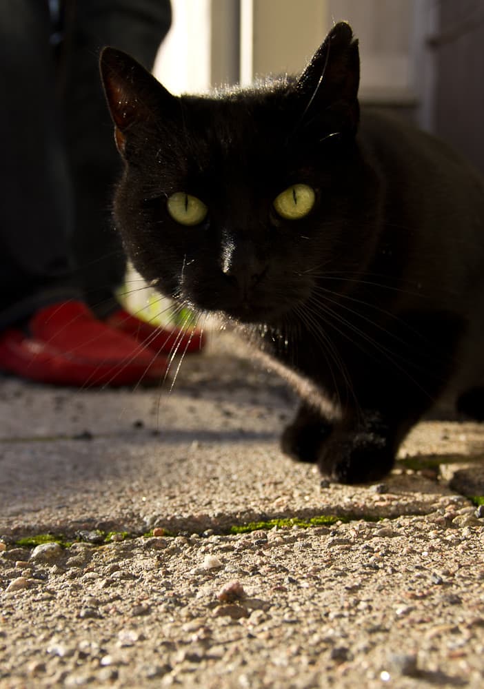 Black Cat, Red Shoes