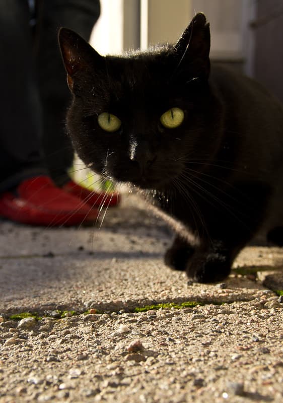 Black Cat, Red Shoes