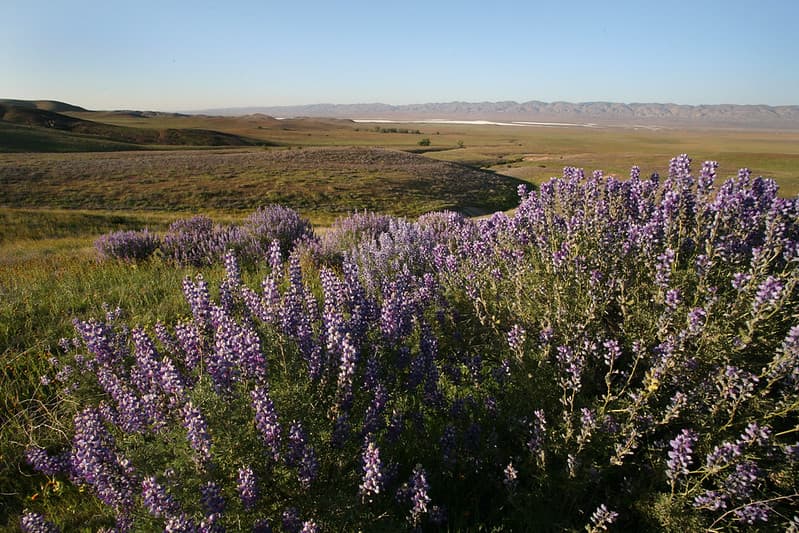 Carrizo Plain National Monument