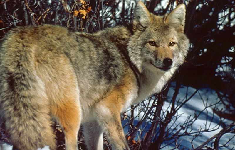 Coyote in Winter, Olympic National Forest
