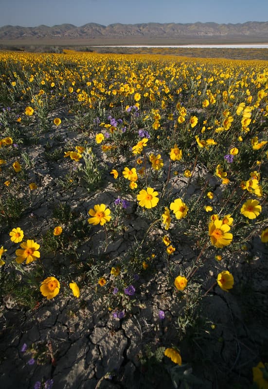 Carrizo Plain National Monument