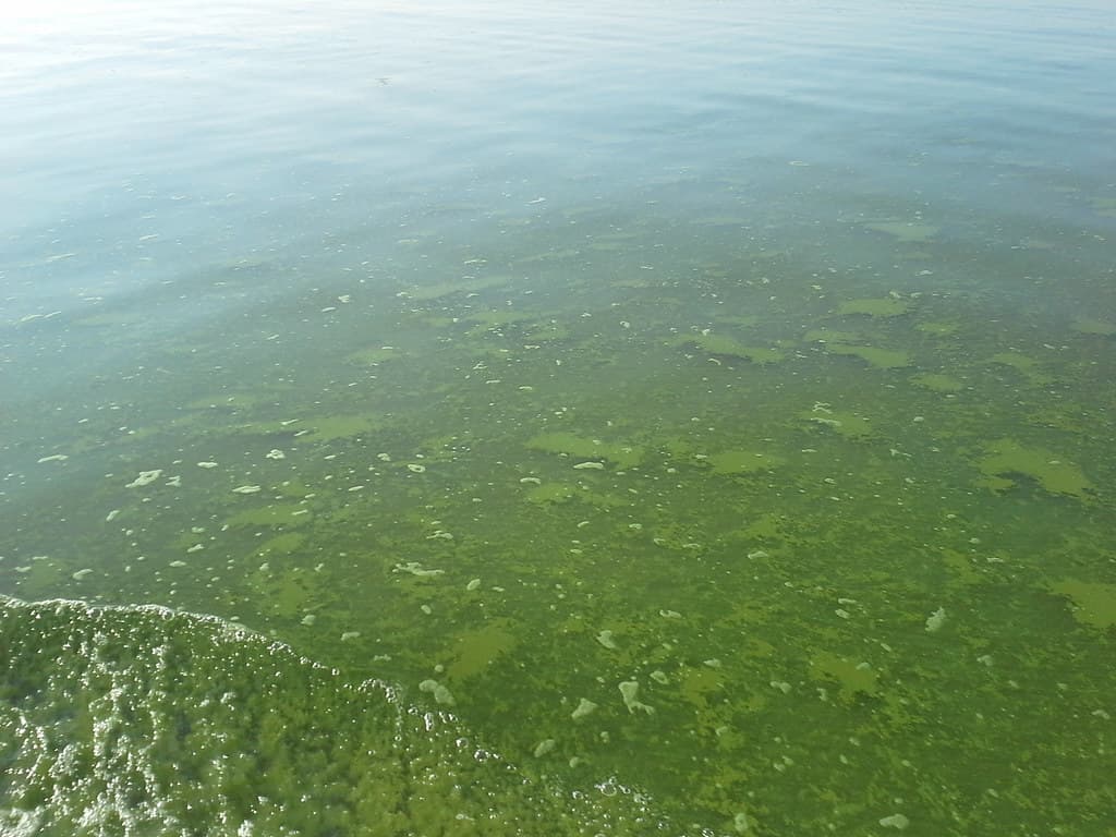 Lake Erie HABs MODIS Satellite Sep 2014