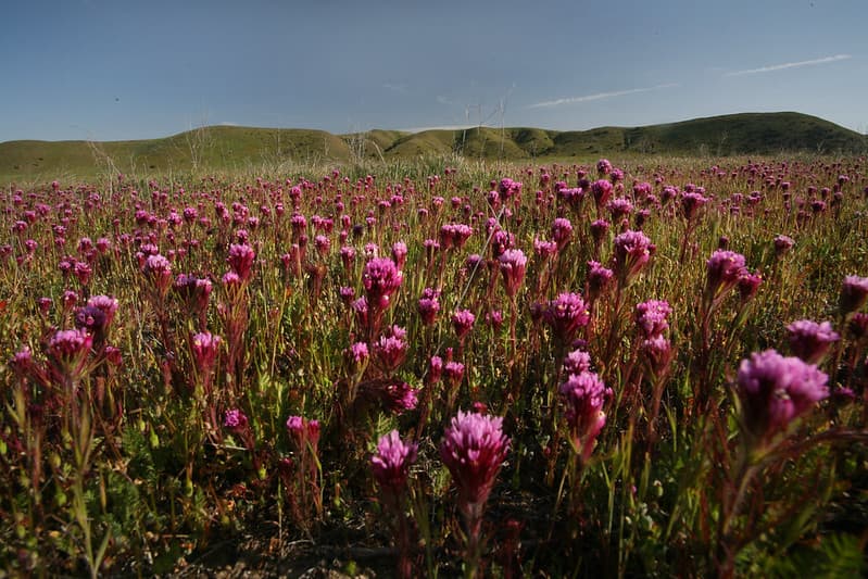 Carrizo Plain National Monument