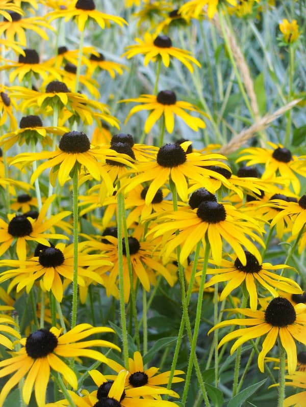 Field of Yellow Sunflowers