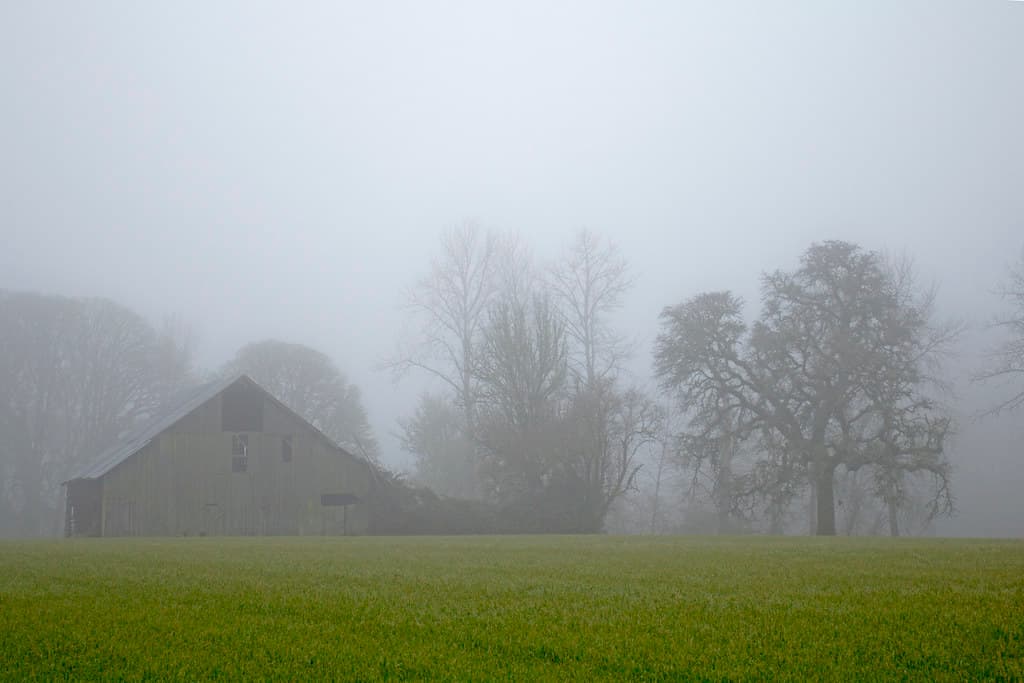 Old wood barn and trees in heavy fog in Oregon.