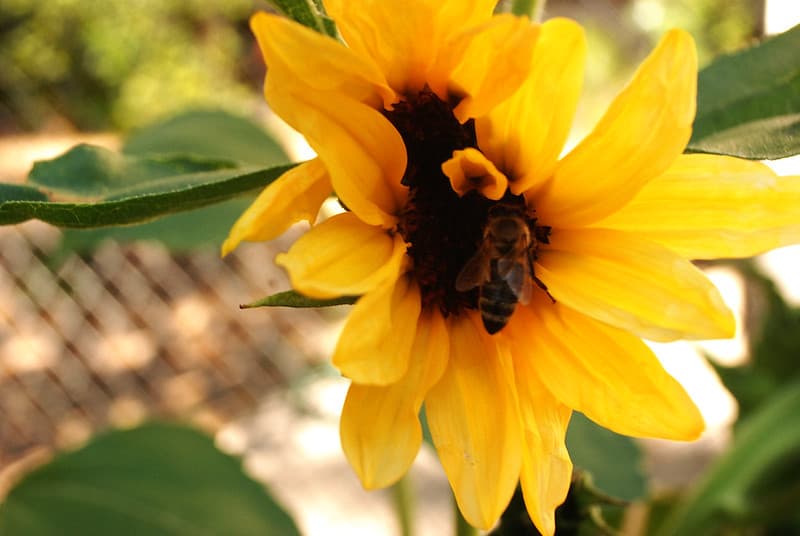 Sunflower and Bee