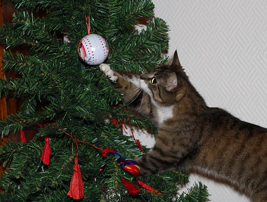 'What is that ball doing in that tree..?!?'