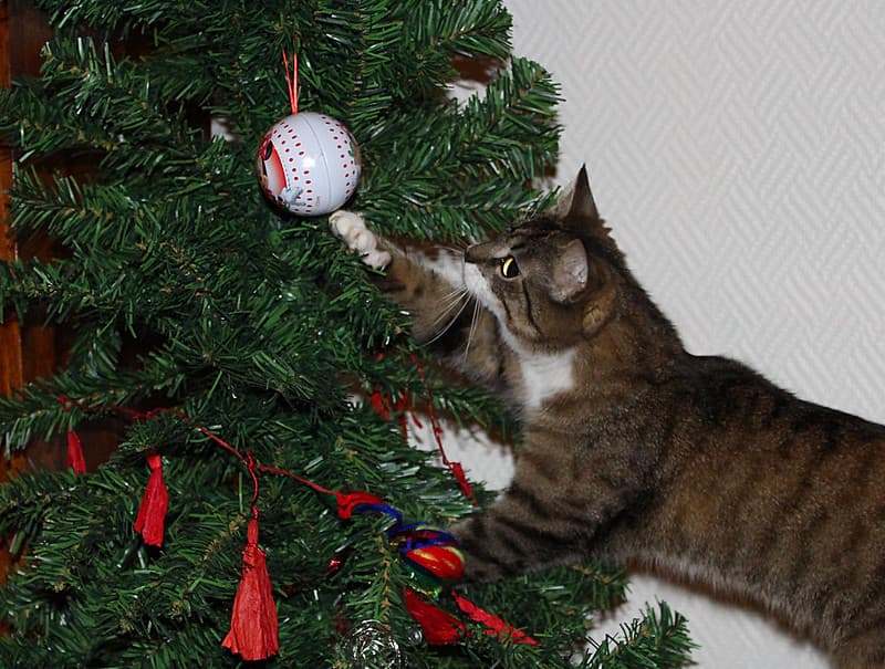 'What is that ball doing in that tree..?!?'
