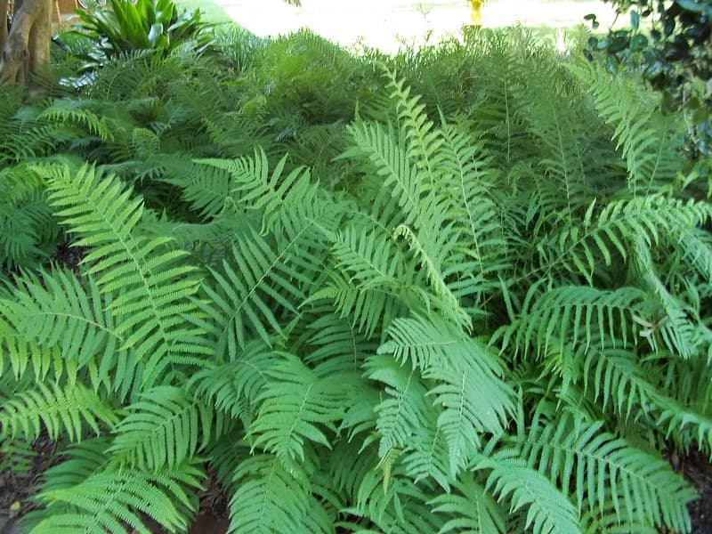 Rain Ferns