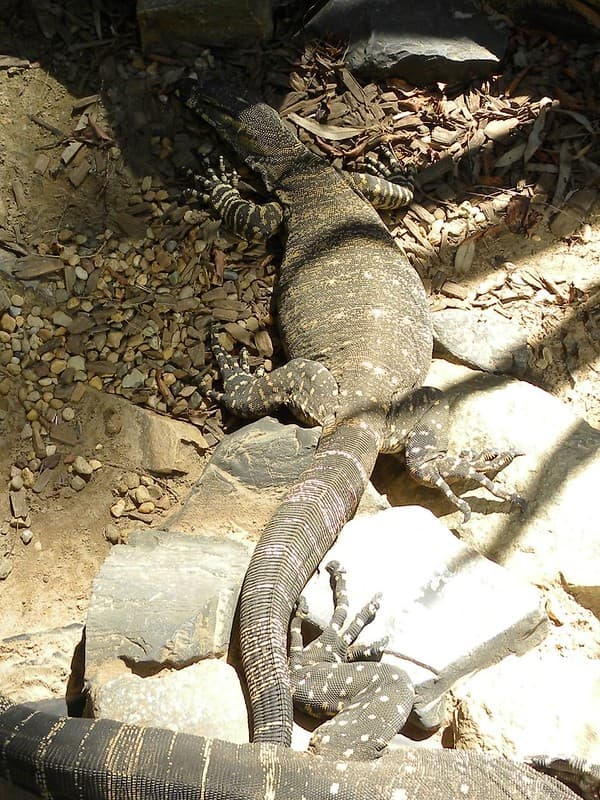 Lace Monitor or Goanna (Varanus varius)