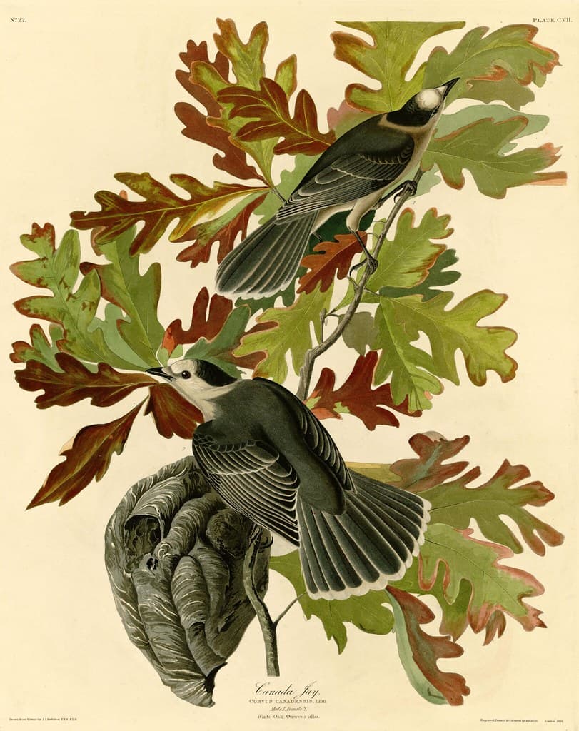 Audubon, birds, birdsofamerica