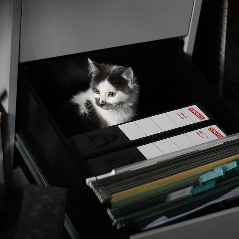 Project 365 #239: 270811 Cat-alogued