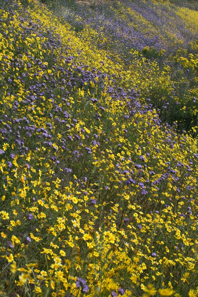 Carrizo Plain National Monument
