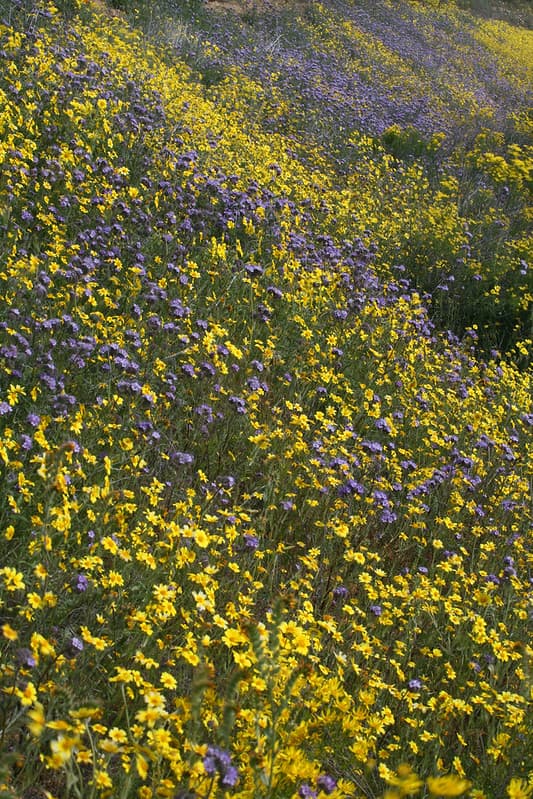 Carrizo Plain National Monument