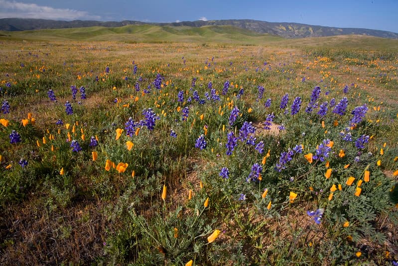 Carrizo Plain National Monument