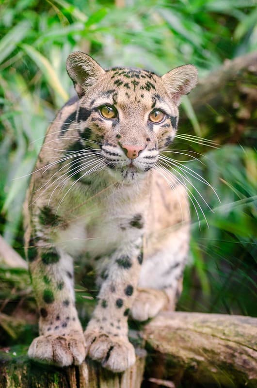 Clouded leopard